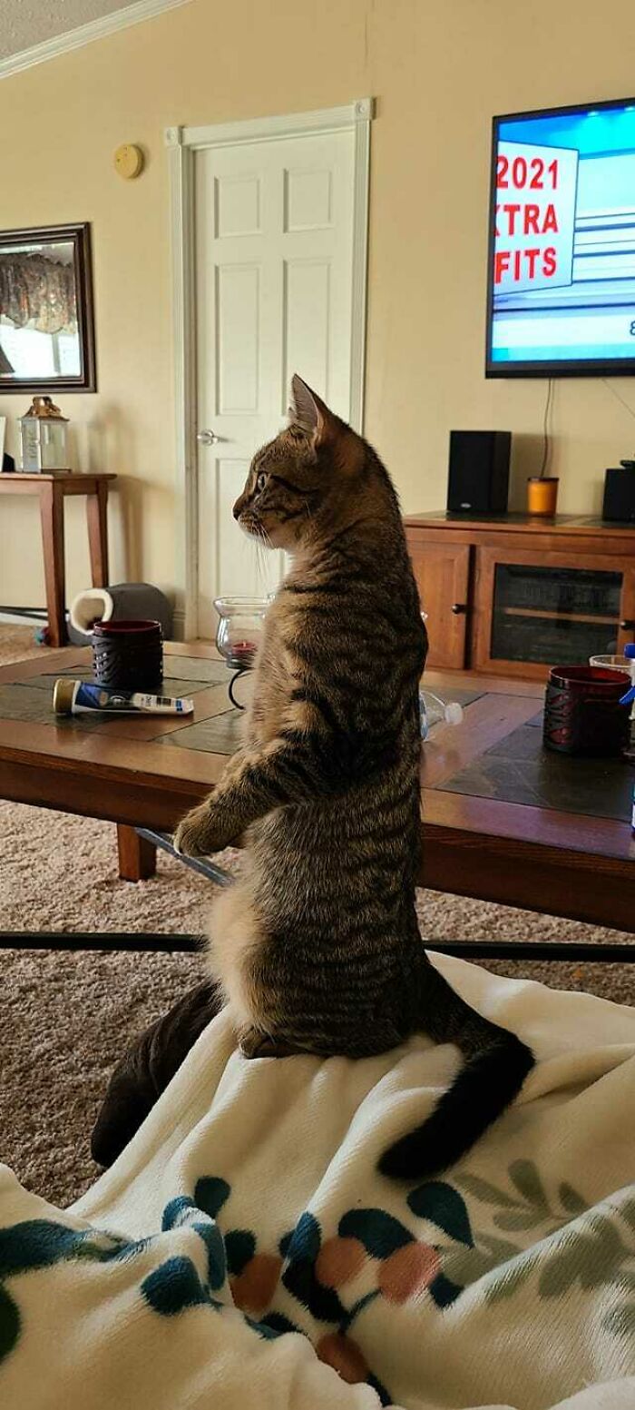 My Mom Received A Kitten From My Cats Litter. She Updates Me On His Shenanigans Often