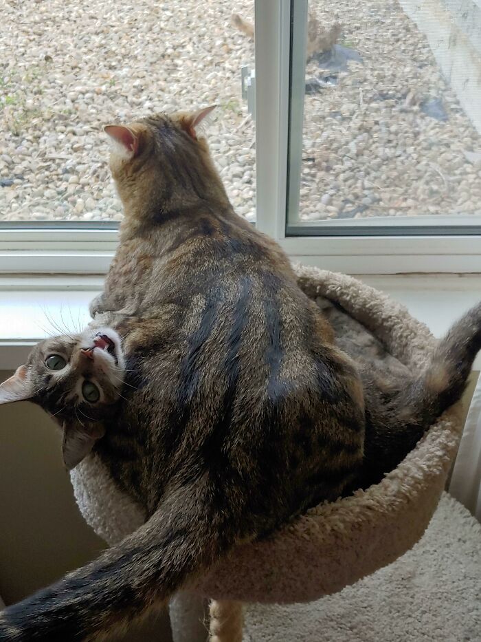 My Cat Stanley Decided To Sit On My New Cat Harriet. I Have Only Had Her For Two Weeks And They Already Entertain Me Daily
