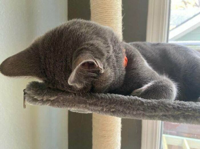 He Falls Asleep Like This All The Time