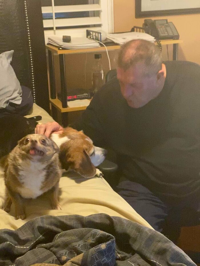 The First Time Grandpa Let Them Up Onto His Bed - Clearly It Was Everything She'd Hoped It Would Be, And More