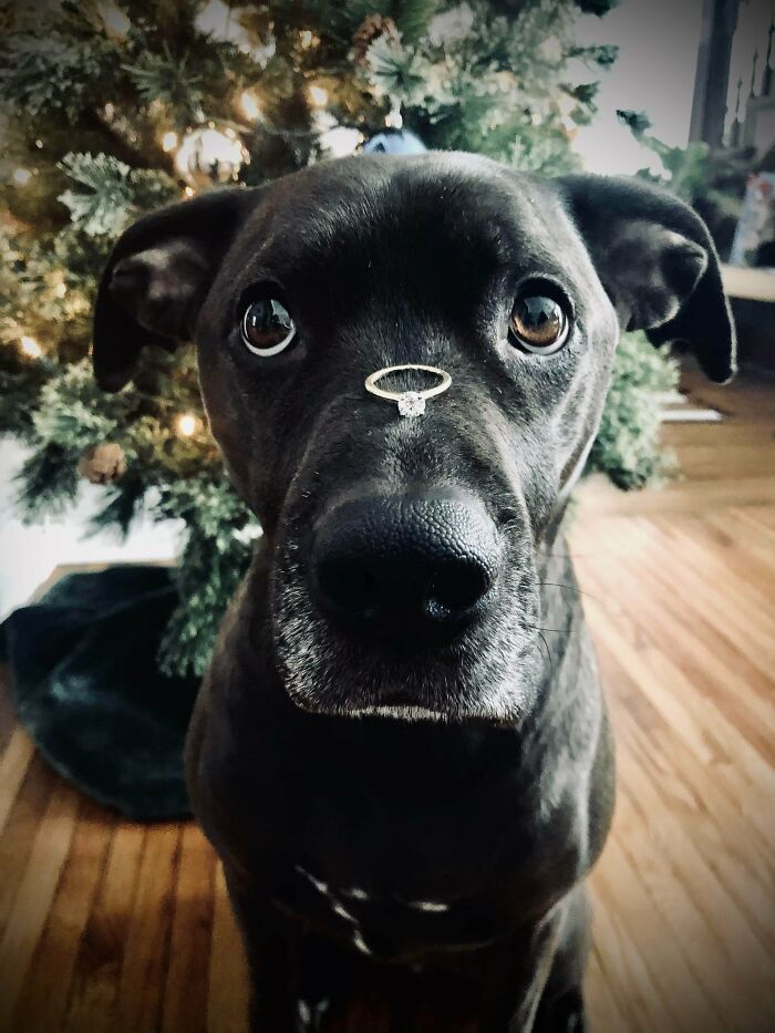 He Wanted To Help With The Proposal!