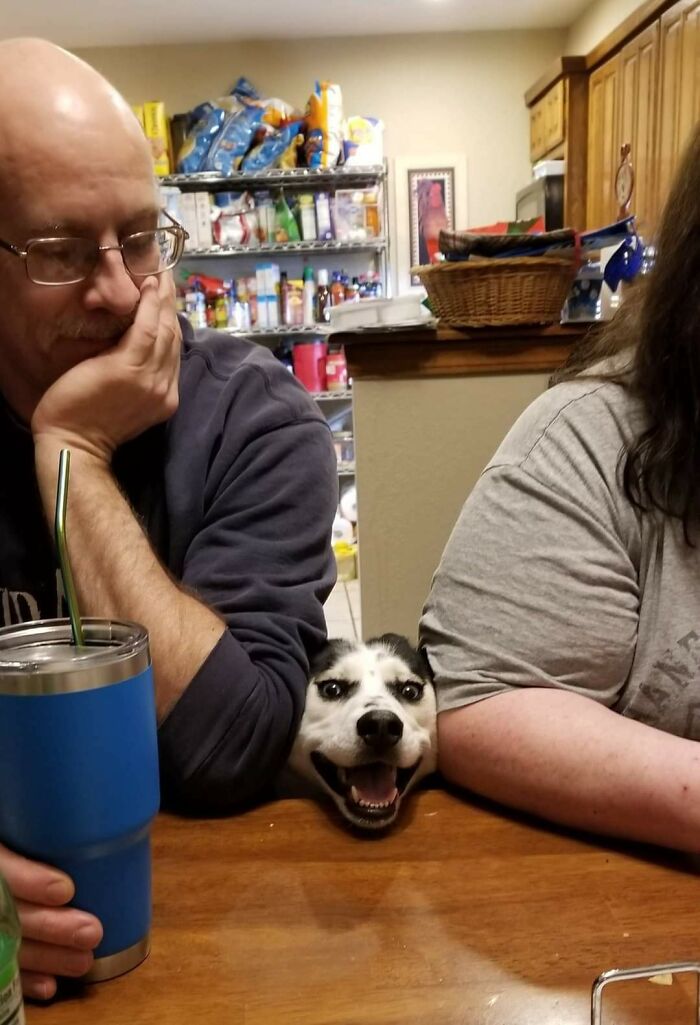 My Dog Loves My Parents