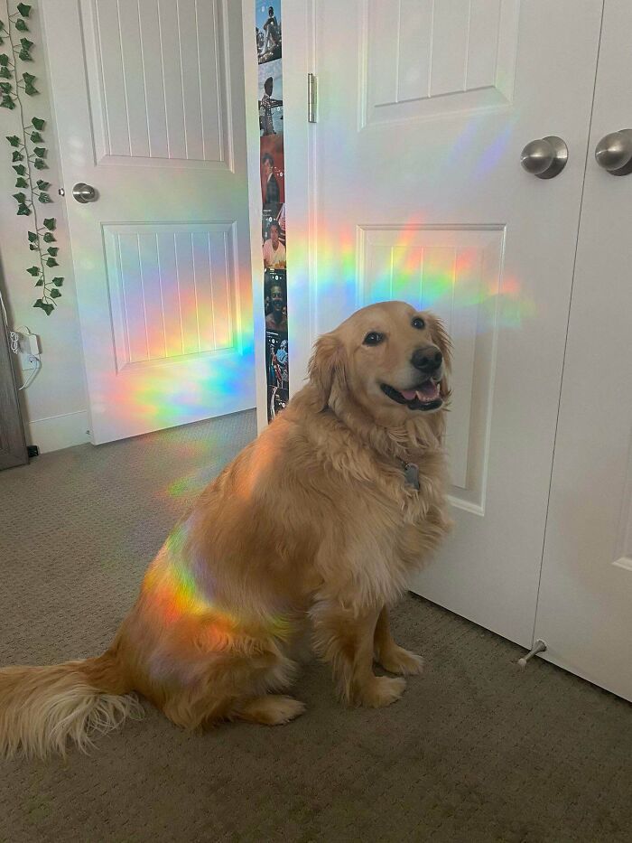 Presenting Rainbow Doggo!! She Holy