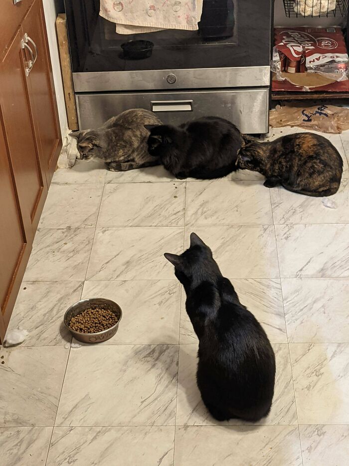 I'm Beginning To Think We Might Have A Mouse