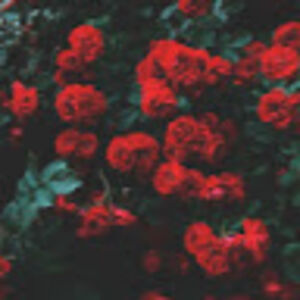 celinemorenorubio avatar