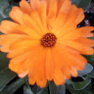 yolandasimmons avatar