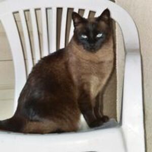 joan_wright1950 avatar