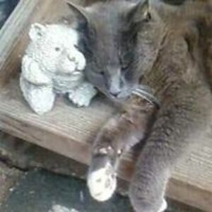 skfotheringham avatar