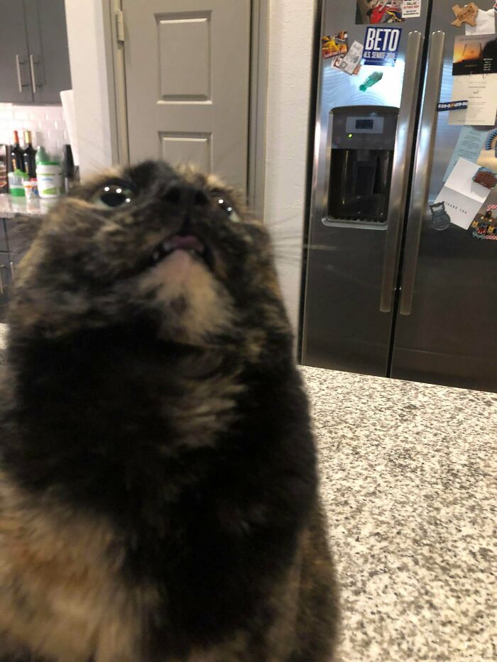 Pickles Is A Very Regal Cat