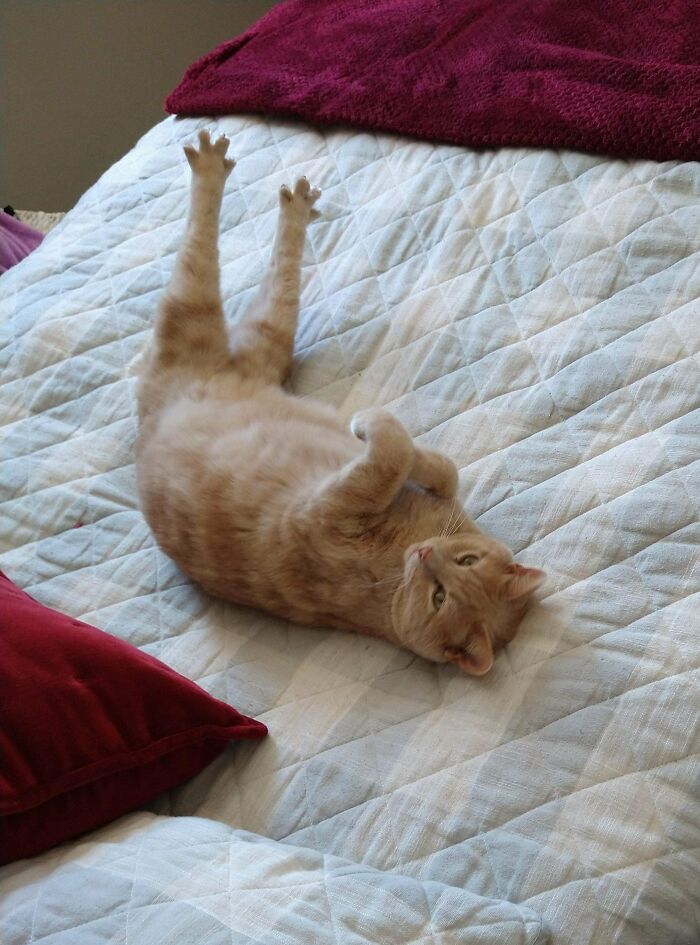 Look At My Chicken Legs, Human