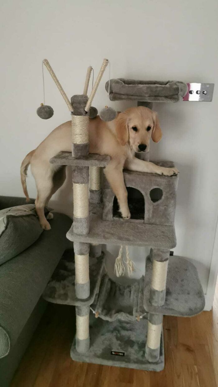 Yes, I Am Definitely One Of The Cats