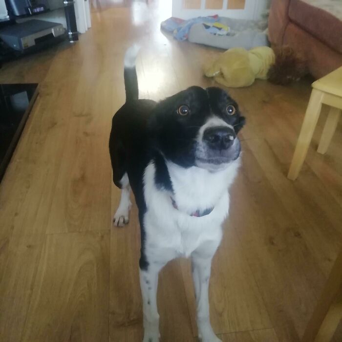 My Dogs "Are You Going To Throw That Ball" Face