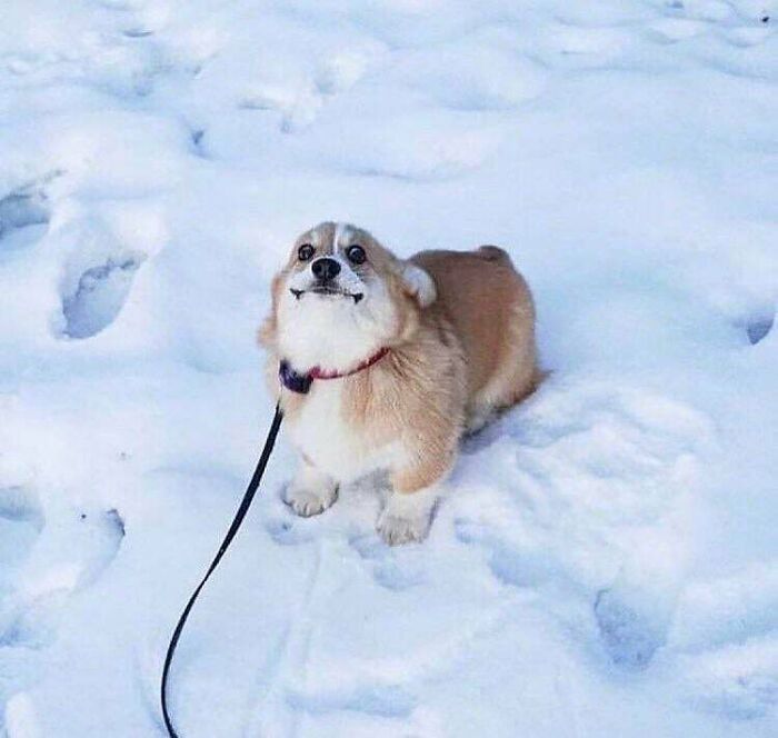 Not My Dog But Thought This Belongs Here