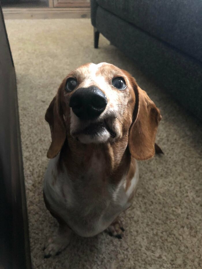 Meet Benjamin. This Is How He Asks For Food