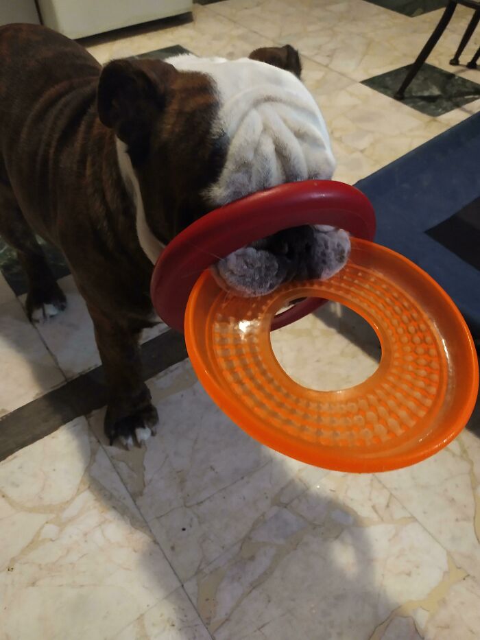 We Got Him A New Toy But He Can't Decide Which One To Play With