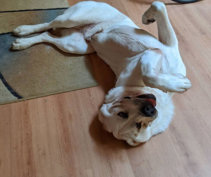 I Think I Assembled My Dog Kit Incorrectly, Help?