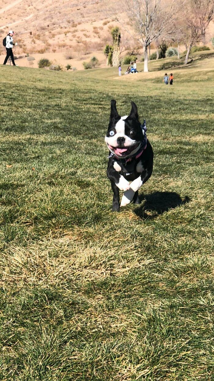 This Is Nova. I’m So Glad To Capture This Face Today. Derp = 100%