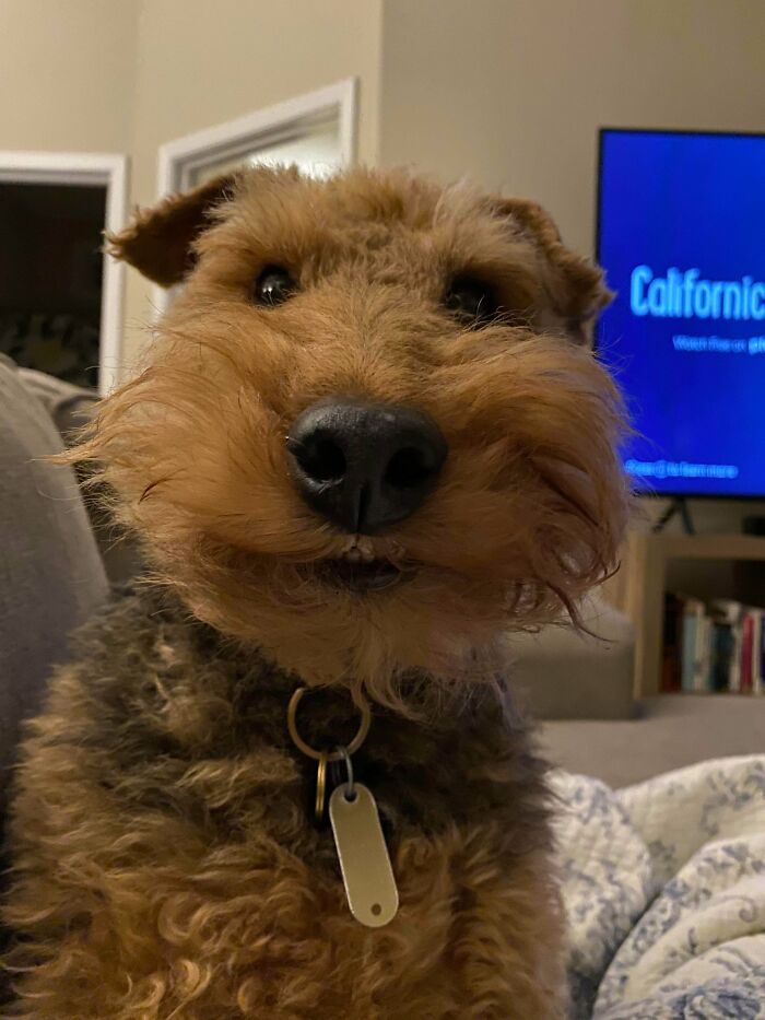 Sometimes Bear Wakes Up In A Start And His Lip Gets Stuck Under A Wonky Beard And He Looks Like A Hilarious Muppet!