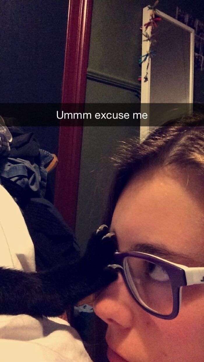 This Very Rude Cat (Claw)