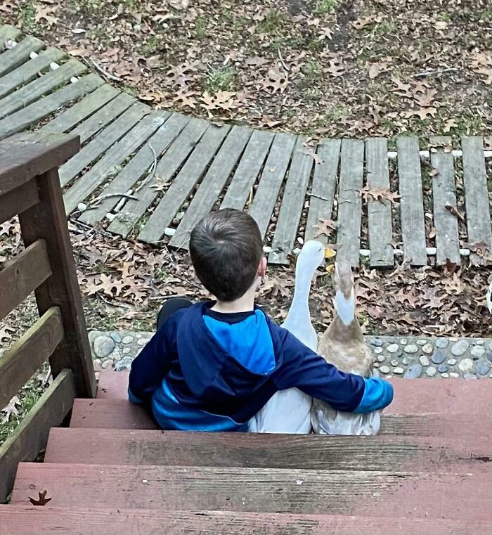 My 5 Year Old Son And His Ducks