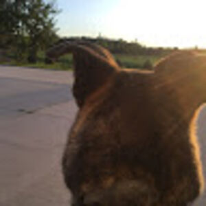 katieschouten avatar