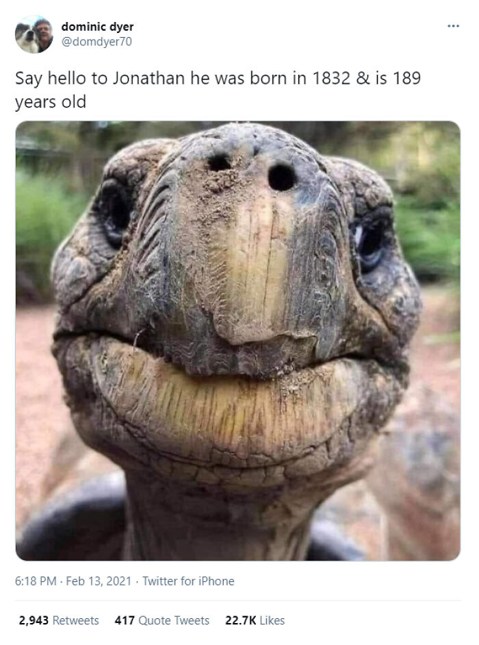 Close-up of an adorable old tortoise with a smiling face, one of the cutest animal pics to brighten your mood.