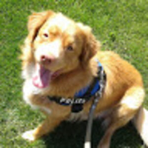 neroretriever avatar