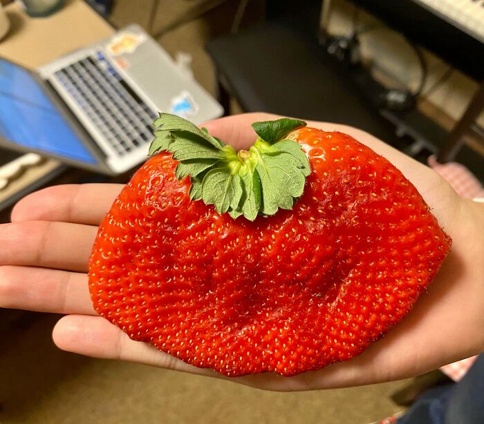 This Comically Huge Strawberry That I Purchased From The Grocery Store Today