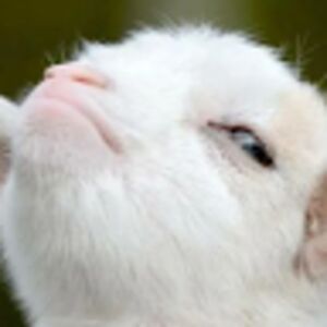 bigbraingaming avatar