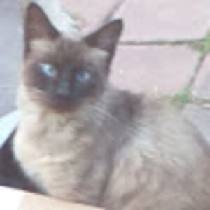 corina-elenaburtea avatar