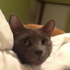 southsidecatclan avatar