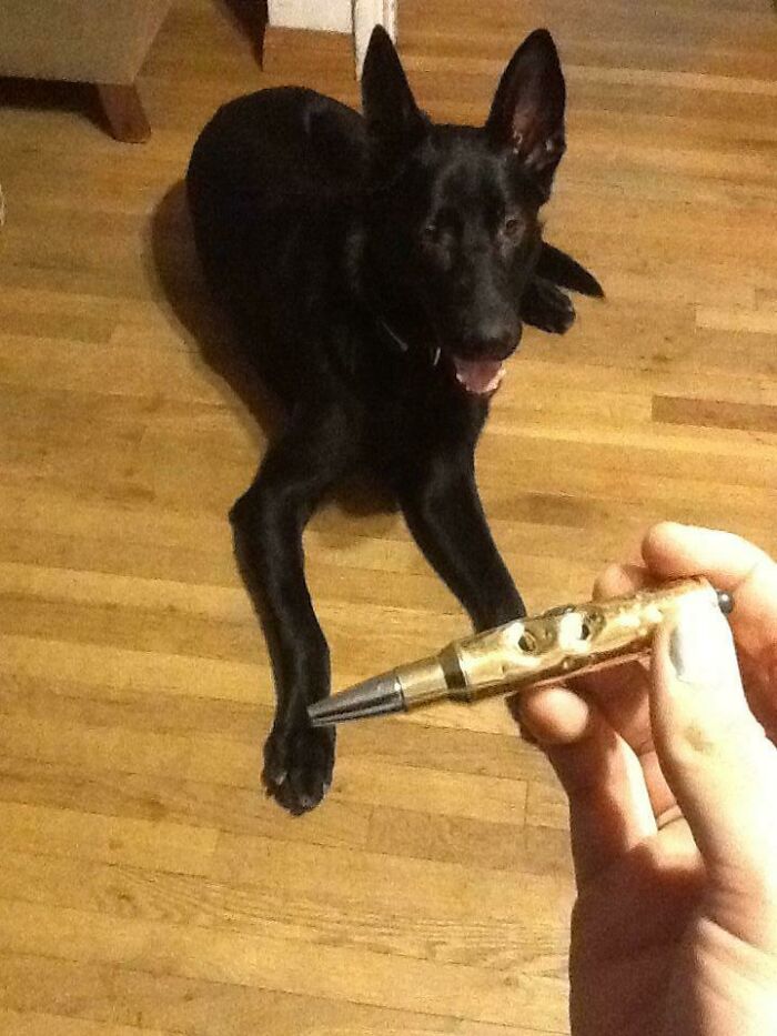 My Dog Found The Source Of The Red Dot, And Destroyed It