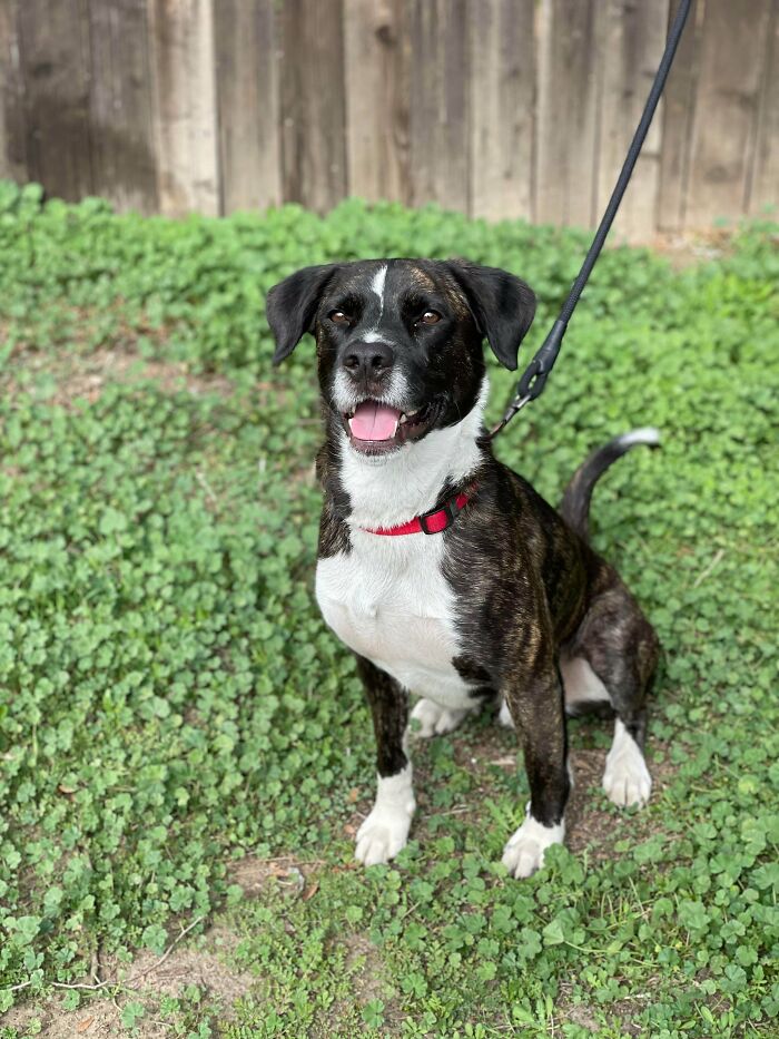 I’d Like To Thank To The La Reddit Community For Helping Me Adopt My New Pup