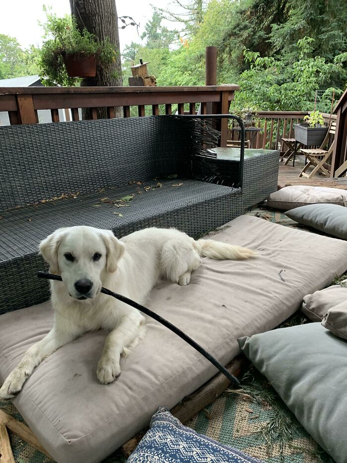Not Only Did He Completely Destroy Our Outdoor Furniture, But That Is Also A Piece Of Our Underground Irrigation System In His Mouth