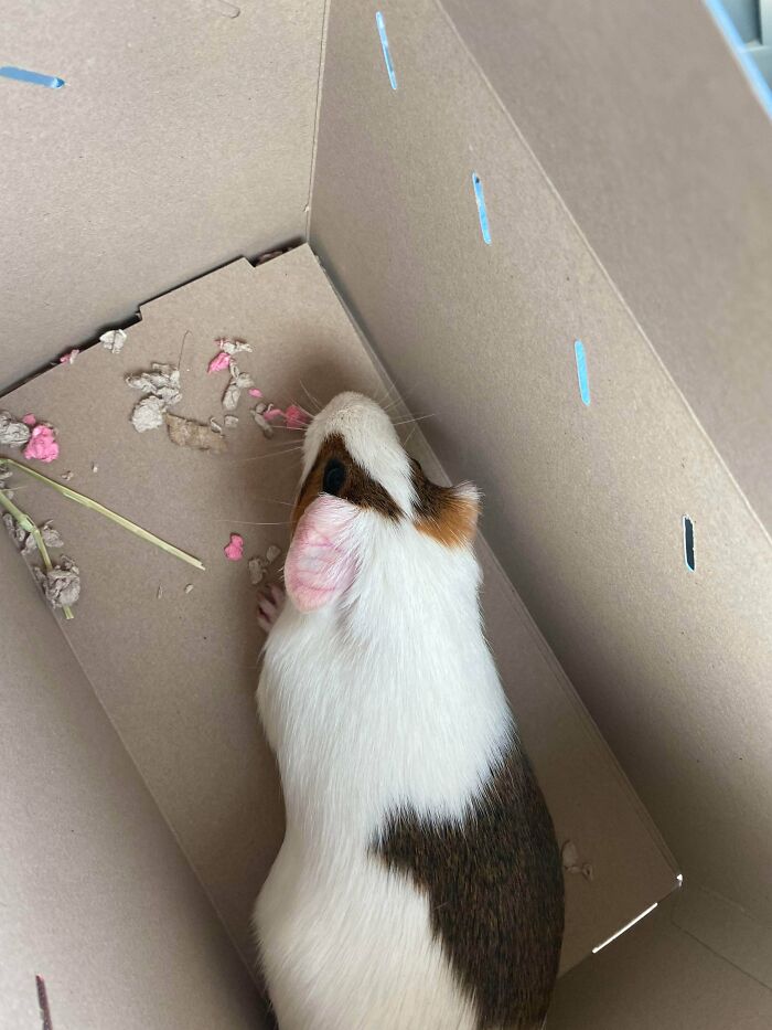 I Wasn’t Expecting To Adopt A Senior Guinea Pig Today But Meet Rosie The 5 Year Old Piggy!