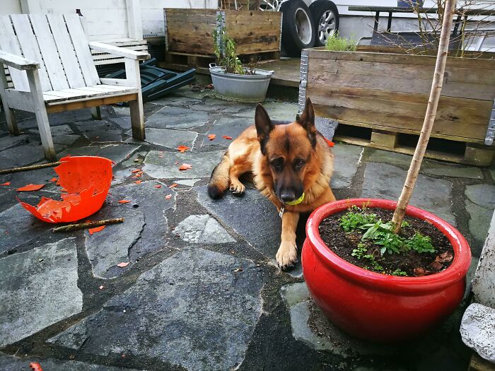 He Just Destroyed That Plastic Bowl, Now Trying To Play Innocent