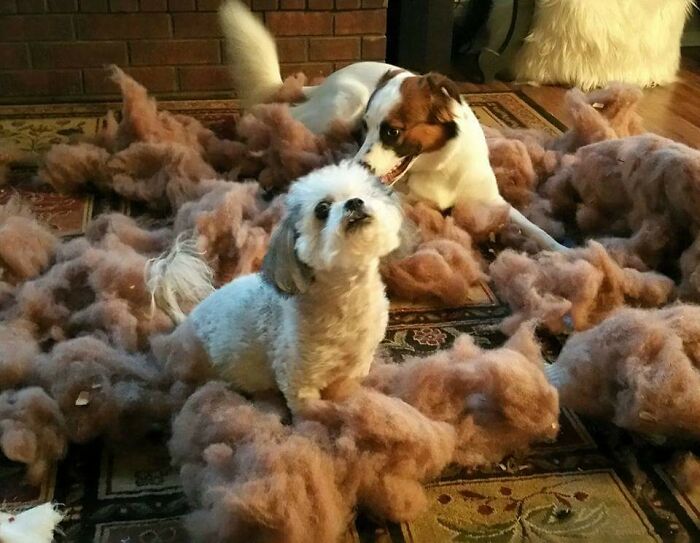 Willow Destroyed Maggie's Bed. Sorry, Not Sorry