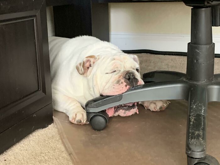 All Day Long He Chews Up My Office Chair