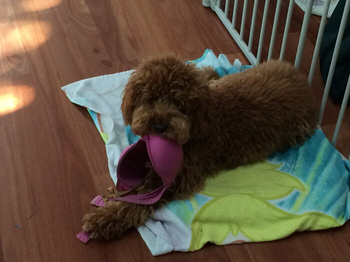 $60 Victoria's Secret Chew Toy