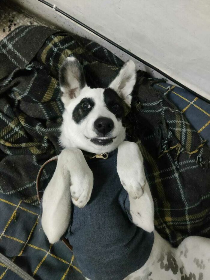 Barfi In His Forever Home