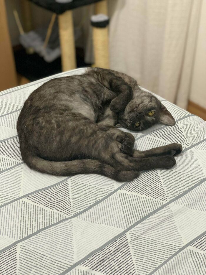 Looks Like The New Kitty (8mo) Found Her Favorite Spot In Her Forever Home