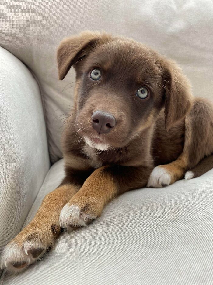 Sweet Foster That Just Got Adopted To Her Forever Home