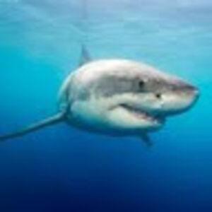 marcelmichalski_1 avatar