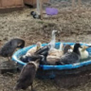 shannonansley avatar