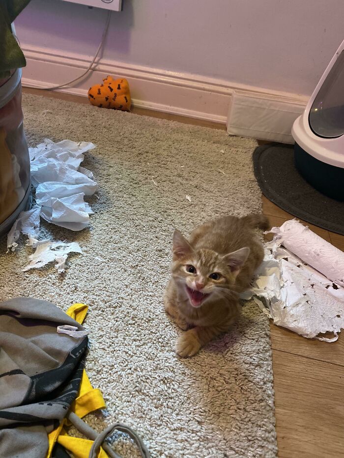 Destroys The Kitchen Roll While My Back Is Turned And Then Has The Audacity To Laugh About It Right To My Face