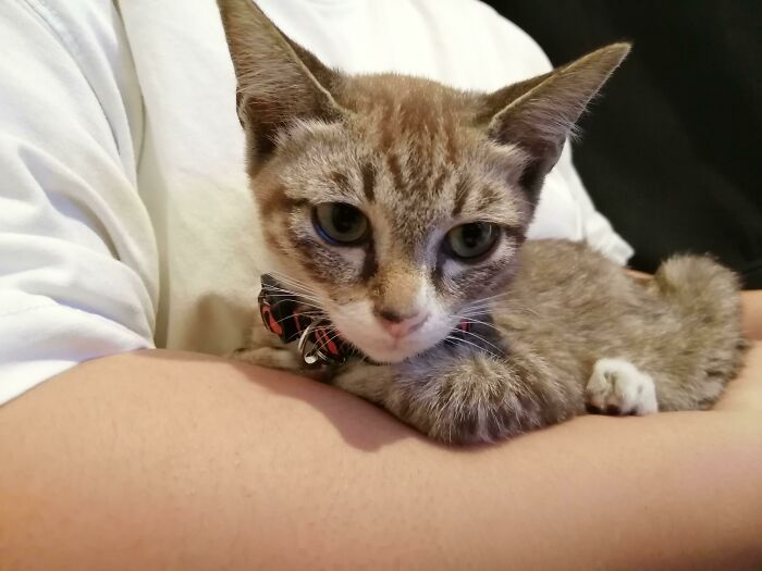 Just Adopted​ A Cat. Took A While For Her To Adapt To Us. Now She's Playing, With Us All Day Long. Her Name's Meak (Thai Word For Cloud)