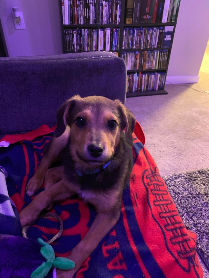 Everyone Say Hi To Beckett! 3.5 Month Old Rescue Pup!