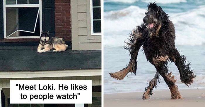 “What’s Wrong With Your Dog?”: People Are Posting Pictures Of ‘Malfunctioning’ Dogs