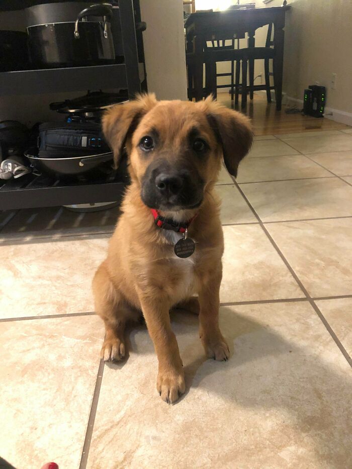 Hi Reddit! I’m Ethel, I Was Recently Rescued And My Parents Love Me Very Much! We Thought My Cute Face Might Make You Smile