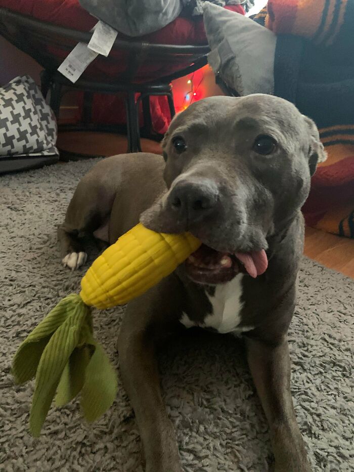 Here’s Our Hippo! She Lost Most Of Her Teeth Before We Rescued Her, So Her Tongue Just Kinda Flops